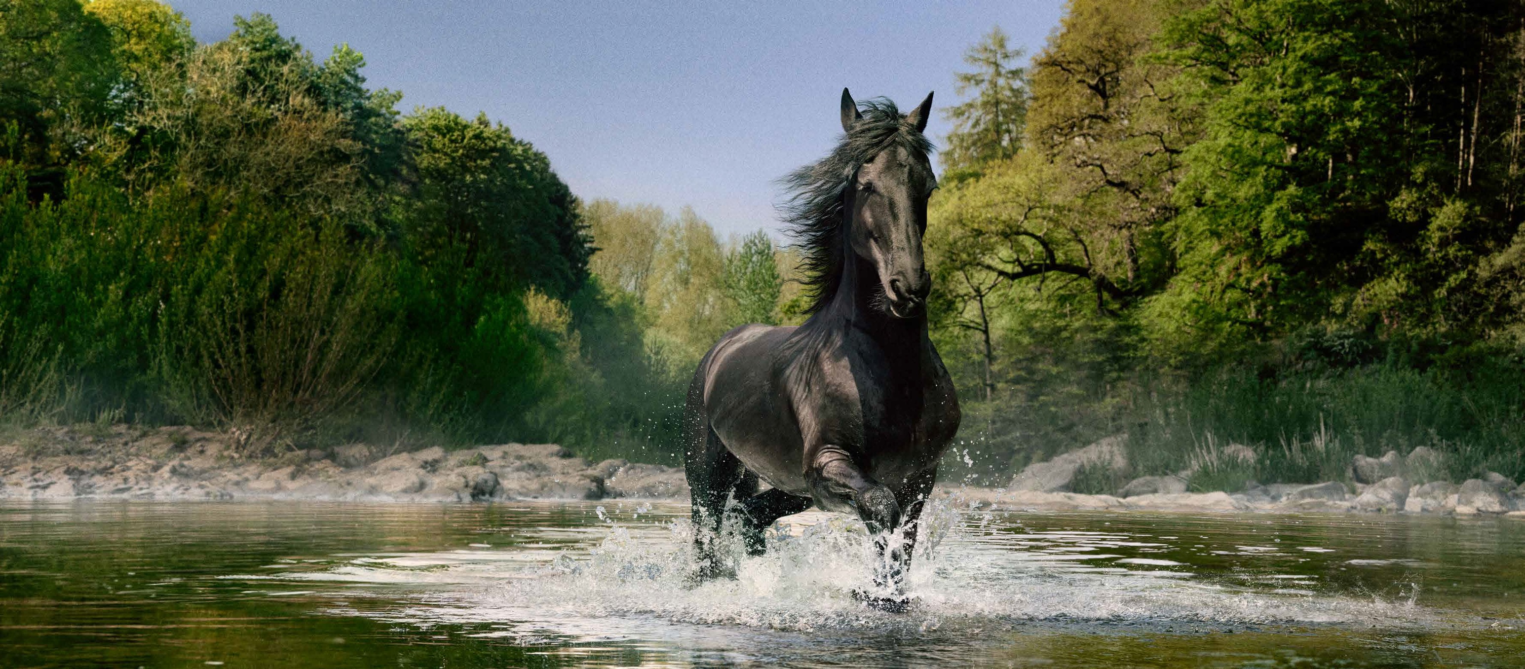Lloyds Bank black horse image